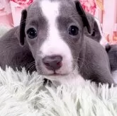 イタリアングレーハウンド