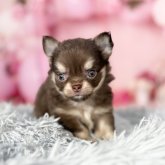 チワワ(ロング)