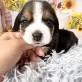 ビーグル
