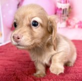 カニンヘンダックスフンド(ロング)