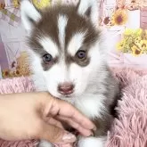 シベリアンハスキー