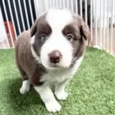 ボーダーコリー
