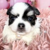 チワワ(ロング)