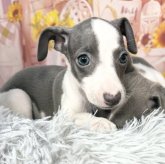 イタリアングレーハウンド