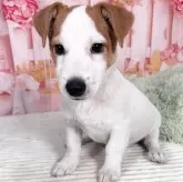 ジャックラッセルテリア