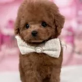 ティーカッププードル