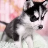 シベリアンハスキー