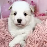 ボーダーコリー【愛知県・女の子・2025年10月8日・レッド&ホワイト♡】の写真1