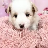 ボーダーコリー