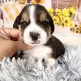 ビーグル