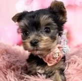 ヨークシャーテリア【愛知県・女の子・2025年10月7日・スチール、ブルー&タン♡】の写真2