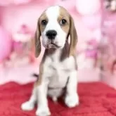 ビーグル【愛知県・男の子・2025年9月21日・ブラック、タン&ホワイト】の写真4