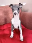 イタリアングレーハウンド【愛知県・男の子・2024年12月17日・ブルー&ホワイト】の写真2