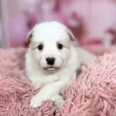 ボーダーコリー【愛知県・女の子・2025年10月8日・レッド&ホワイト♡】の写真5