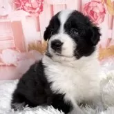 ボーダーコリー【愛知県・女の子・2025年11月11日・ブラック&ホワイト】の写真2