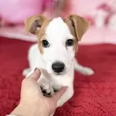 ジャックラッセルテリア【愛知県・男の子・2025年8月24日・タン&ホワイト♡】の写真2「足も短くてずんぐり体型です😊」