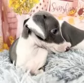 イタリアングレーハウンド【愛知県・女の子・2025年9月7日・ブルー&ホワイト】の写真3