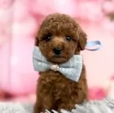 タイニープードル【愛知県・男の子・2025年9月20日・レッド】の写真3