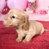 カニンヘンダックスフンド(ロング)【愛知県・男の子・2025年10月7日・ゴールド】の写真3