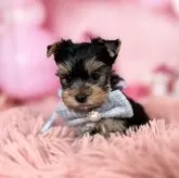 ヨークシャーテリア【愛知県・男の子・2025年10月7日・スチール、ブルー&タン♡】の写真7