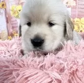 ゴールデンレトリバー【愛知県・男の子・2025年9月9日・ゴールデン】の写真4