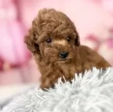 タイニープードル【愛知県・男の子・2025年9月20日・レッド】の写真4