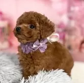 ティーカッププードル【愛知県・男の子・2025年9月12日・レッド】の写真4