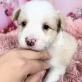 ボーダーコリー【愛知県・女の子・2025年10月8日・レッド&ホワイト♡】の写真7