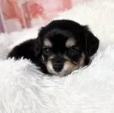 チワックス(ダックスフンド×チワワ)【愛知県・女の子・2025年11月25日・ブラック&タン♡】の写真5