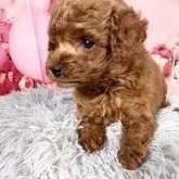 タイニープードル【愛知県・男の子・2025年9月20日・レッド】の写真5