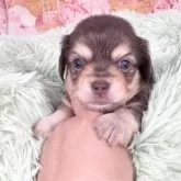 チワックス(ダックスフンド×チワワ)【愛知県・男の子・2025年11月3日・チョコレート&タン】の写真6