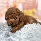 ティーカッププードル【愛知県・男の子・2025年9月12日・レッド】の写真6