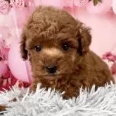 タイニープードル【愛知県・男の子・2025年9月20日・レッド】の写真6