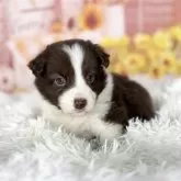 ボーダーコリー【愛知県・男の子・2026年1月27日・チョコレート&ホワイト】の写真6