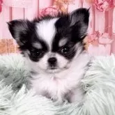 チワワ(ロング)【愛知県・男の子・2025年10月19日・ホワイト&ブラック、タン】の写真7