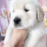 ゴールデンレトリバー【愛知県・男の子・2025年9月9日・ゴールデン】の写真7