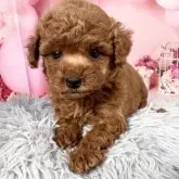 タイニープードル【愛知県・男の子・2025年9月20日・レッド】の写真7