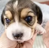 ビーグル【愛知県・女の子・2024年11月26日・ブラック、タン&ホワイト】の写真7