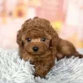 ティーカッププードル【愛知県・男の子・2025年9月12日・レッド】の写真8