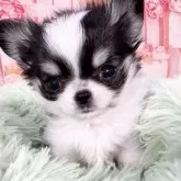 チワワ(ロング)【愛知県・男の子・2025年10月19日・ホワイト&ブラック、タン】の写真8