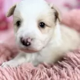 ボーダーコリー【愛知県・女の子・2025年10月8日・レッド&ホワイト♡】の写真9