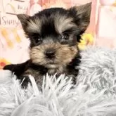 ヨークシャーテリア【愛知県・男の子・2025年9月17日・スチール、ブルー&タン♡】の写真8