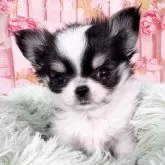 チワワ(ロング)【愛知県・男の子・2025年10月19日・ホワイト&ブラック、タン】の写真9