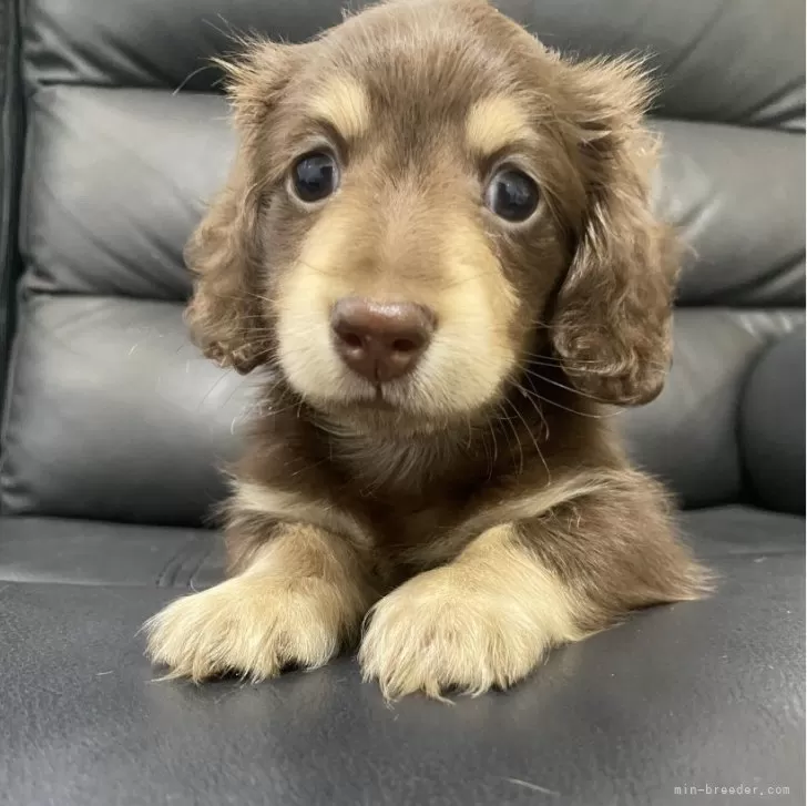 ID:2406-00138の子犬