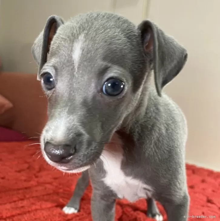 ID:2408-03039の子犬
