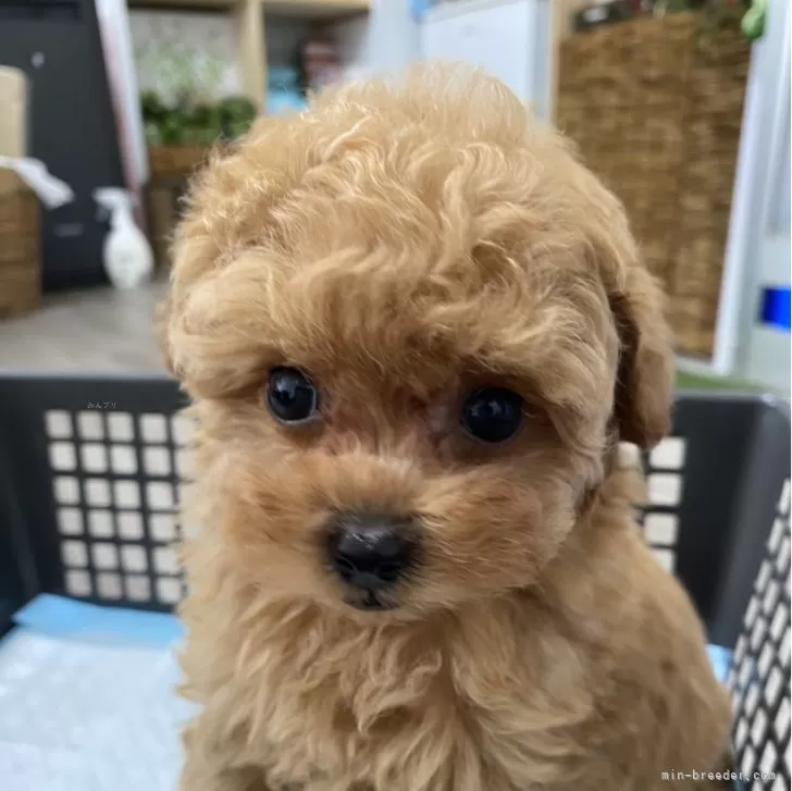 ID:2406-01969の子犬