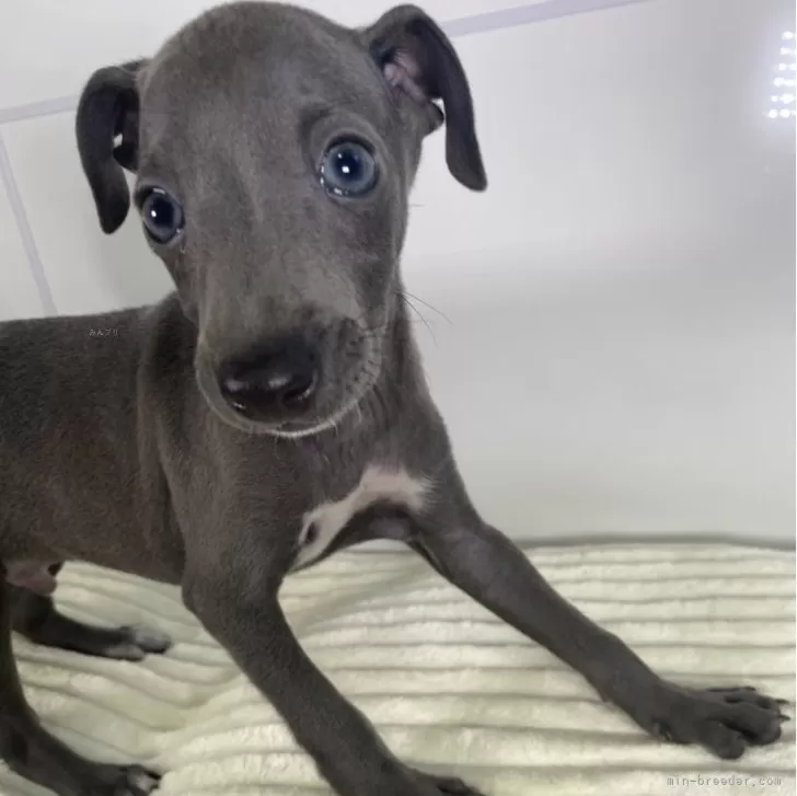 ID:2406-07262の子犬