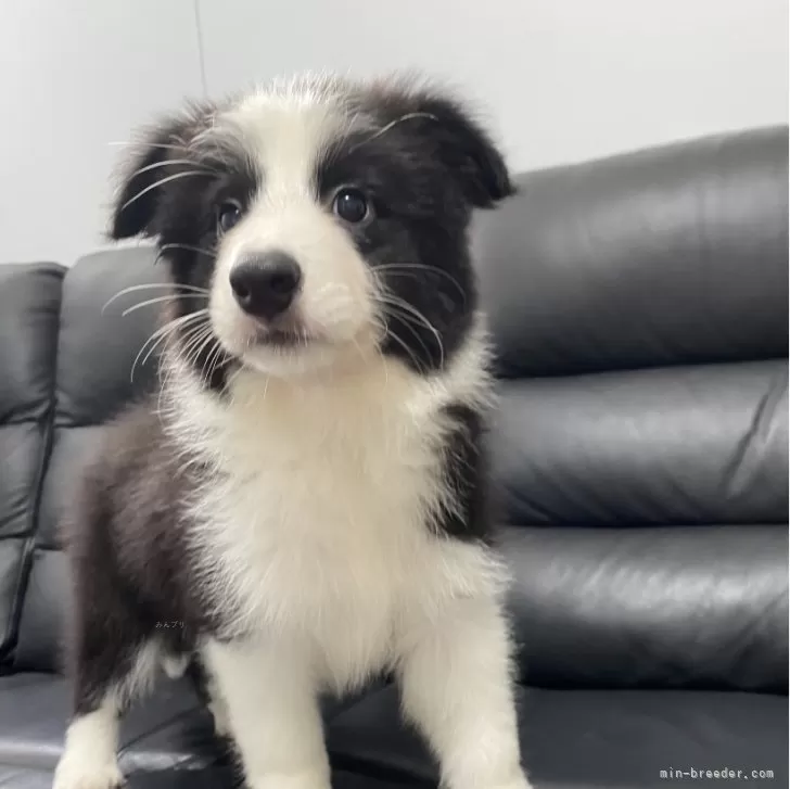 ID：2406-00306の子犬