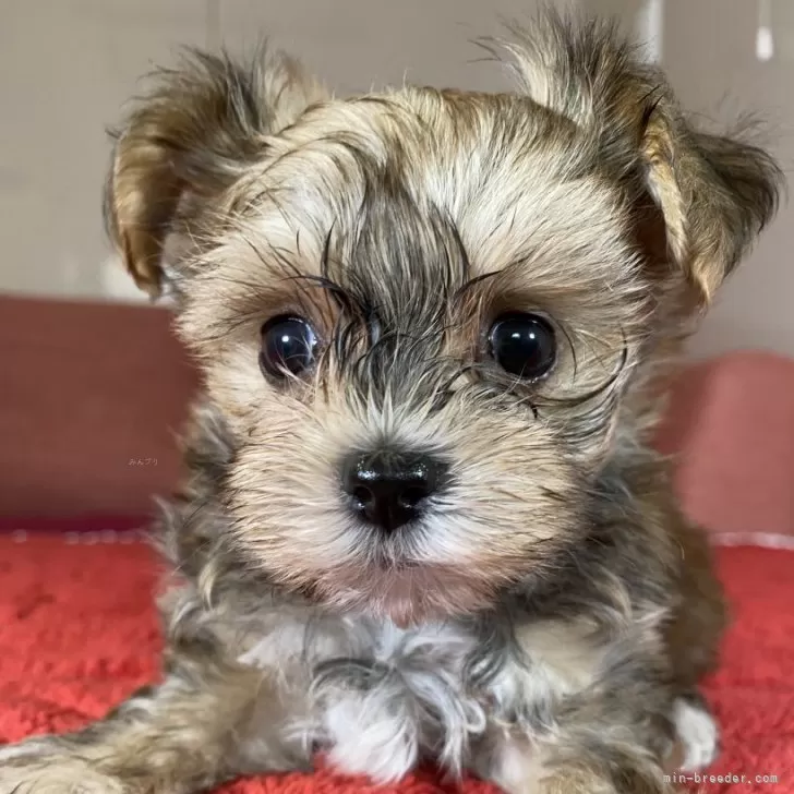 ID:2409-07919の子犬