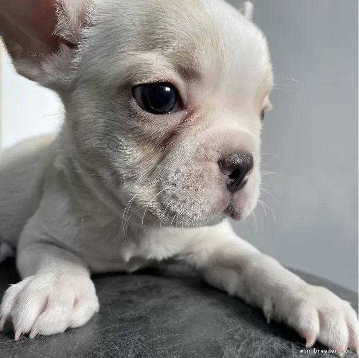 ID:2407-01733の子犬